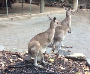 Mama and Joey - look in the pouch!